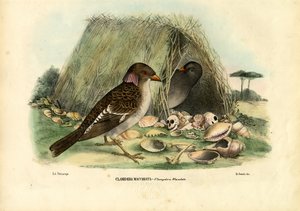 斑点を付けられたBowerbird、1863-79 作： Raimundo Petraroja